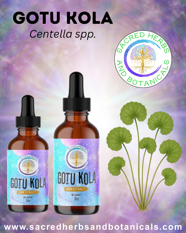 Gotu Kola Tincture